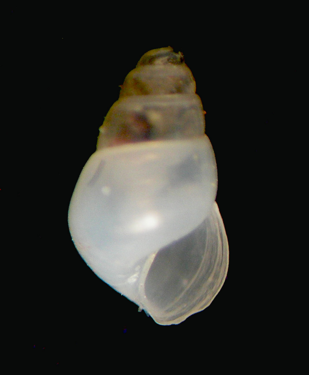 Odostomia lukisii